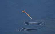 Common darter (Sympetrum striolatum)